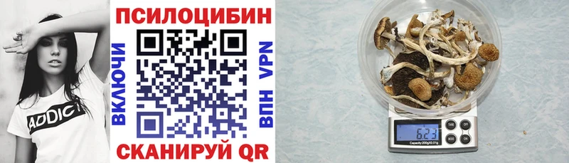 Купить закладки  Каргополь  Псилоцибиновые грибы мицелий 